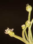 Carolina grasswort